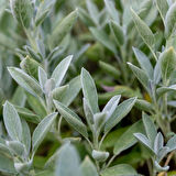 Kokulu Şalba Fidanı Salvia Adaçayı 15-25 cm 