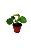 Çin Şans Pilea Para Çiçeği 10-20 cm