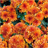 (Chrysanthemum) Turuncu Kasımpatı Çiçeği Fidanı 15-25 cm Saksılı 