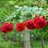 Yediveren Kırmızı Gül Fidanı 1 Adet 30-50 Cm Yediveren Red Rose 