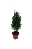 Peyzaj Çamı Ev Salon Çamı Elwoodii 35-60 cm