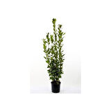 Kokulu Defne Fidanı Laurus Nobilis 15-25 cm