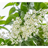 Kolonya Limon Çiçeği Akşam Gece Sefası Melisa 2 Adet 20-40 cm