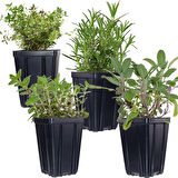 Kekik Itır İkili Set 10-20 Cm