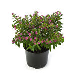 Cuphea Hyssopifolia 10-20 Cm Kufeya Çiçeği 