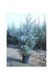 Mavi Servi Selvi Blue Cypress Cypress Sapling 50-100 Cm 