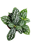Iç Mekan Bitkisi 10-20 Cm Pilea Cadierei Karyağdı Çiçeği 