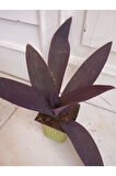 Mor Telgraf Kara Sevda Çiçeği Tradescantia 10-20 cm
