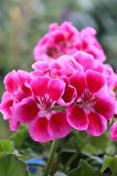 Açık Pembe Ceylangözü Sardunya Çiçeği 10-20 cm