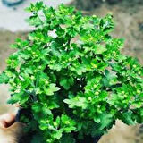 Sarı Kasımpatı Krizantem Hüzün Çiçeği 5-10 Cm Chrysanthemum