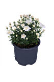 Beyaz Kasımpatı Çiçeği 15-25 cm