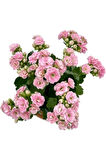 Kalanchoe (Kalanşo) Çiçeği Fidanı Pembe 10-20 cm