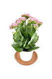 Kalanchoe (Kalanşo) Çiçeği Fidanı Pembe 10-20 cm