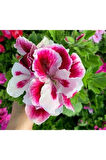 Pembe Beyaz Ceylan Gözü Sardunya Fidanı 10-20 Cm