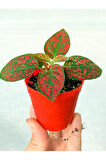 Çilli Kırmızı Fittonia Çiçeği 10-20 cm Hypoestes Hostes 