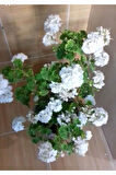 Top Sardunya Fidesi 10-20 cm