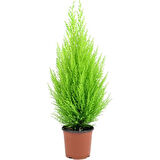 Limon Çamı Limoni Servi 30-60 cm 