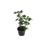Geranium Sapling Itır Çiçeği Fidanı 5-15 cm