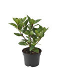 Defne Fidanı Laurus Nobilis 15-25 cm