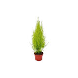Limon Servi Çamı Fidanı 30-50 cm