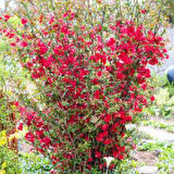 Japon Ayvası Bahar Dalı Fidanı Chaenomeles Japonica 30-50 cm 