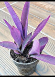 Tradescantia Purple Passion Mor Telgraf Çiçeği Fidanı 10-20 cm