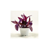 Tradescantia Purple Passion Mor Telgraf Çiçeği Fidanı 10-20 cm