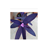 Tradescantia Purple Passion Telgraf Çiçeği Mor Fidanı 10-20 cm