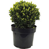 Şimşir Fidanı 20-40 Cm( Buxus Japonica Rococo )