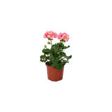 Fuşya Renk Sardunya Çiçeği Fidanı 10-20 cm