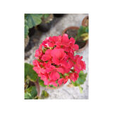 Mercan Kırmızı Sardunya Fidesi 10-20 cm