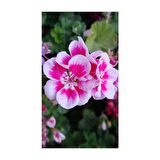 Ultra Pembe Beyaz Sardunya Çiçeği Fidesi 10-20 cm