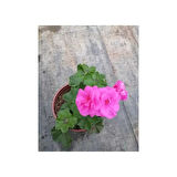 Shocking Pembe Sardunya Çiçeği Fidesi 10-20 cm