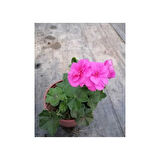 Shocking Pembe Sardunya Çiçeği Fidesi 10-20 cm