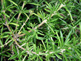 Aromatik Biberiye Bitkisi Fidanı ( Rosmarinus Officinalis) Saksıda 15-25 cm