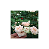 Afife Hatun Krem Beyazı Gül Fidan Yediveren Sarmaşık 10-20 cm