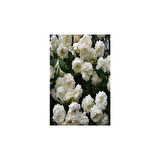 Afife Hatun Krem Beyazı Gül Fidan Yediveren Sarmaşık 10-20 cm