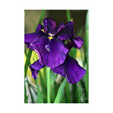 Mezarlık Çiçeği Iris Çiçeği Mor Zambak 10-20 cm