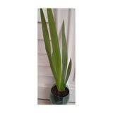 Mezarlık Çiçeği Iris Çiçeği Mor Zambak 10-20 cm