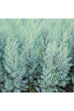 Cypress Sapling Mavi Servi Selvi Blue 50-100 Cm 
