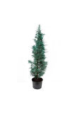 Cypress Sapling Mavi Servi Selvi Blue 50-100 Cm 