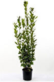 Yeşil Defne Fidanı Tüplü 50 -80 cm