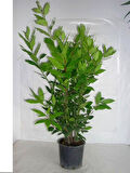 Yeşil Defne Fidanı Tüplü 50 -80 cm
