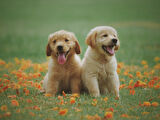 Köpek Kardeşler Çerçevesiz 40x50 Sayılarla Boyama Hobi Seti