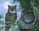 Gece Baykuşları Çerçevesiz 50x65 Sayılarla Boyama Hobi Seti
