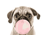 Pug Köpek Yavrusu Çerçevesiz 70x90 Sayılarla Boyama Hobi Seti