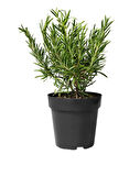 Fıstık Yeşili Biberiye Fidanı 20-30 Cm 3 Adet Rosmarinus Officinalis 