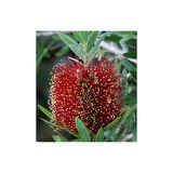 Fırça Çalısı Fidanı Callistemon Laevis 50-90 cm 