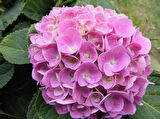 Pink Pembe Ortanca Fidanı 10-20 cm Hydrangea Mocnophylla 