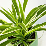 Salon Bitkisi Kurdele Çiçeği Fidanı Chlorophytum 10-20 cm